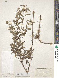 Pycnanthemum clinopodioides image