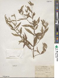 Pycnanthemum clinopodioides image