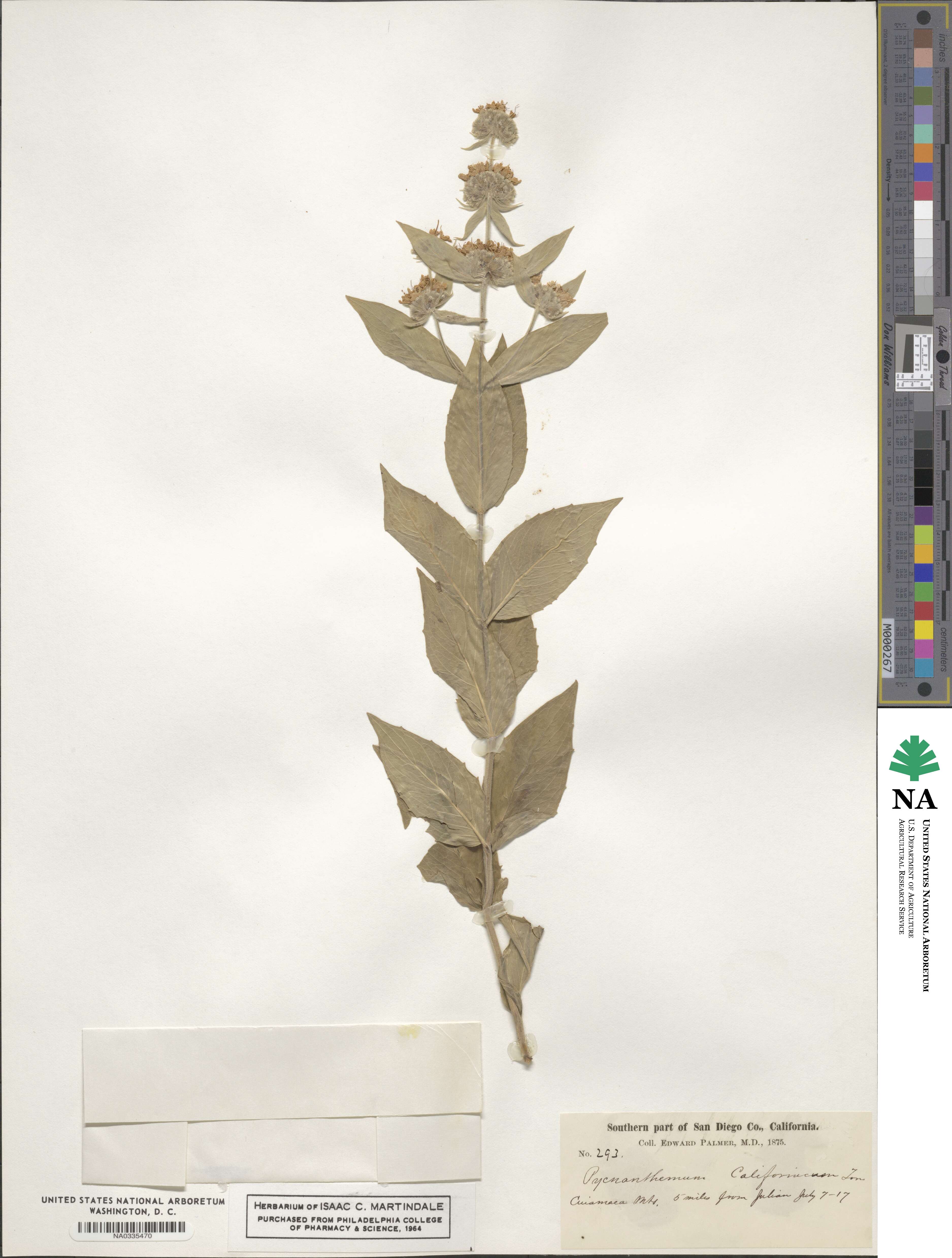 Pycnanthemum californicum image