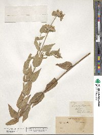 Pycnanthemum californicum image