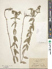 Pycnanthemum flexuosum image