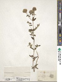 Pycnanthemum flexuosum image