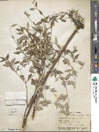 Pycnanthemum albescens image