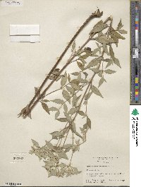 Pycnanthemum albescens image