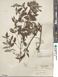 Pycnanthemum albescens image