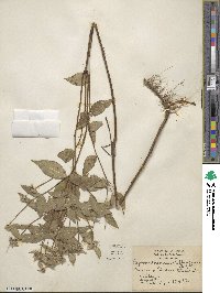 Pycnanthemum albescens image