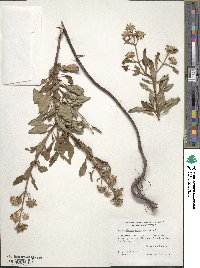 Pycnanthemum albescens image