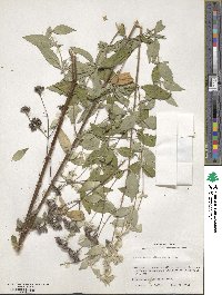 Pycnanthemum albescens image