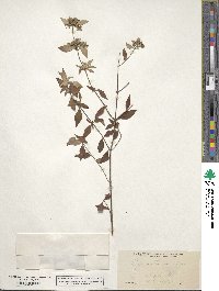 Pycnanthemum albescens image