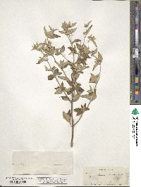 Pycnanthemum albescens image