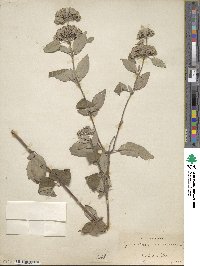 Pycnanthemum albescens image