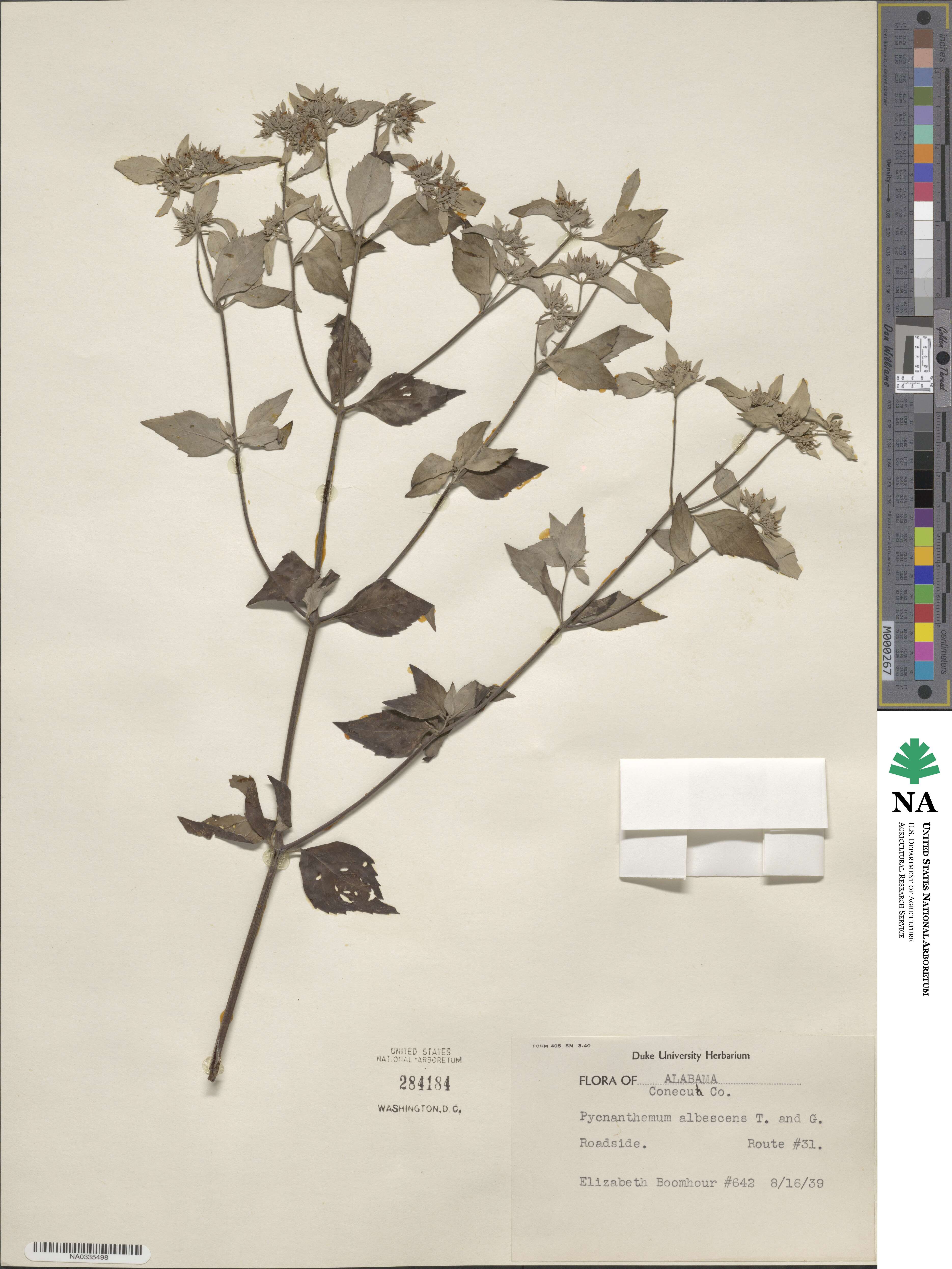 Pycnanthemum albescens image