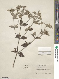 Pycnanthemum albescens image