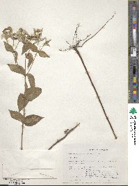 Pycnanthemum albescens image