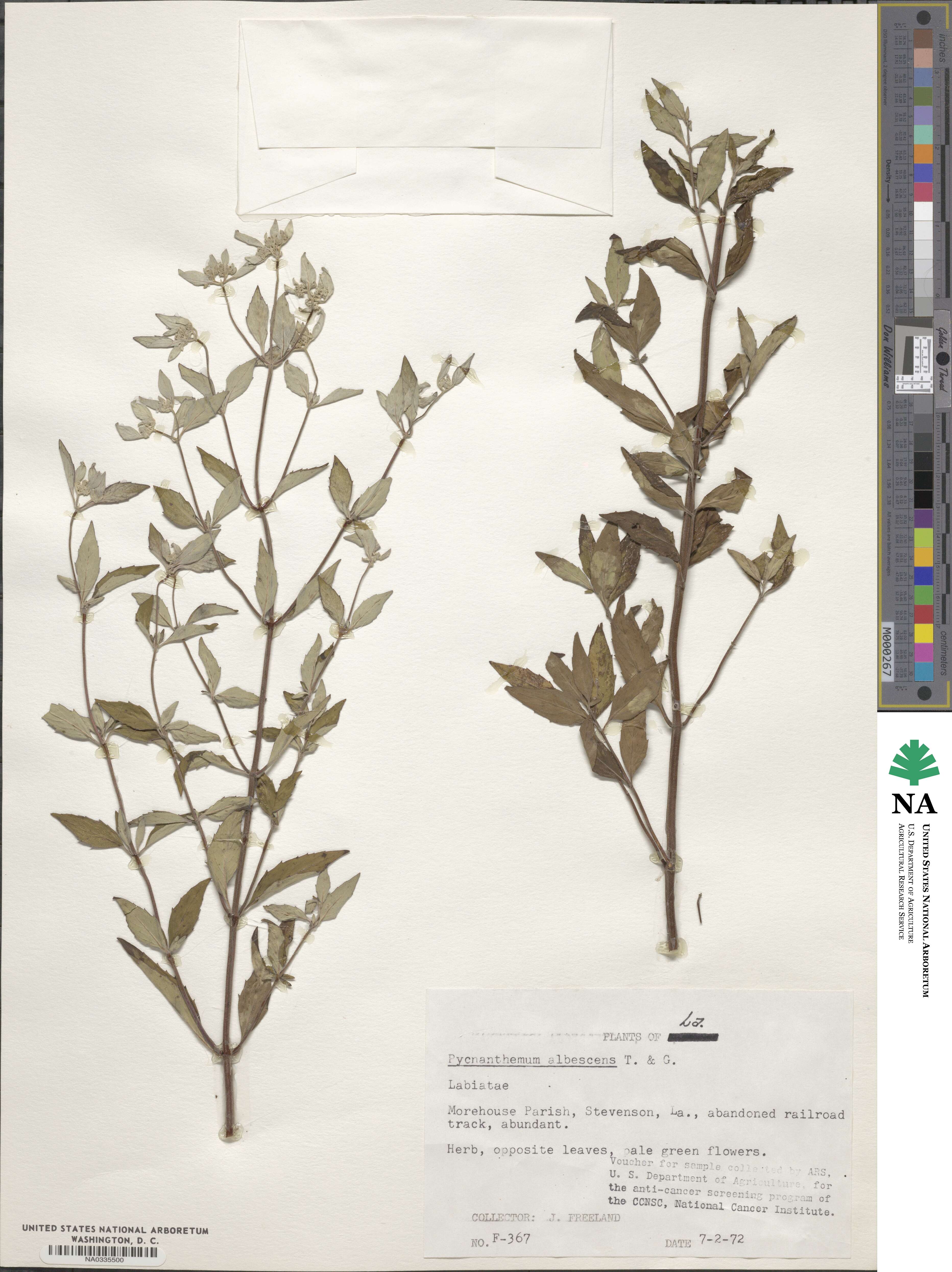 Pycnanthemum albescens image