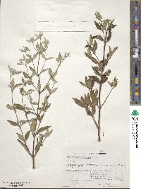 Pycnanthemum albescens image