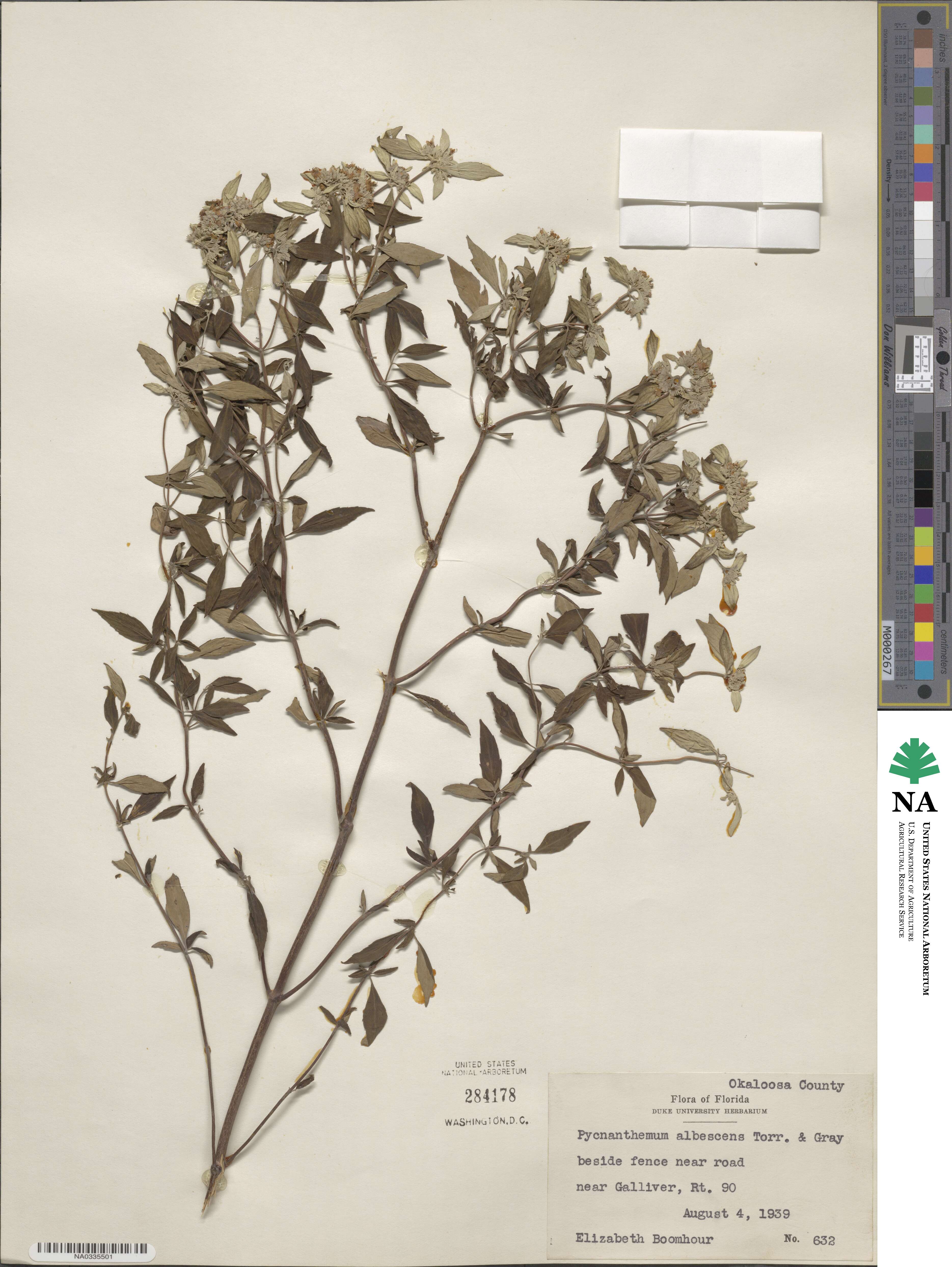 Pycnanthemum albescens image