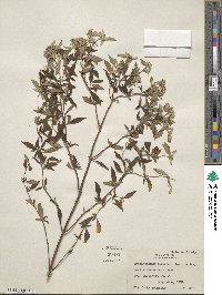 Pycnanthemum albescens image