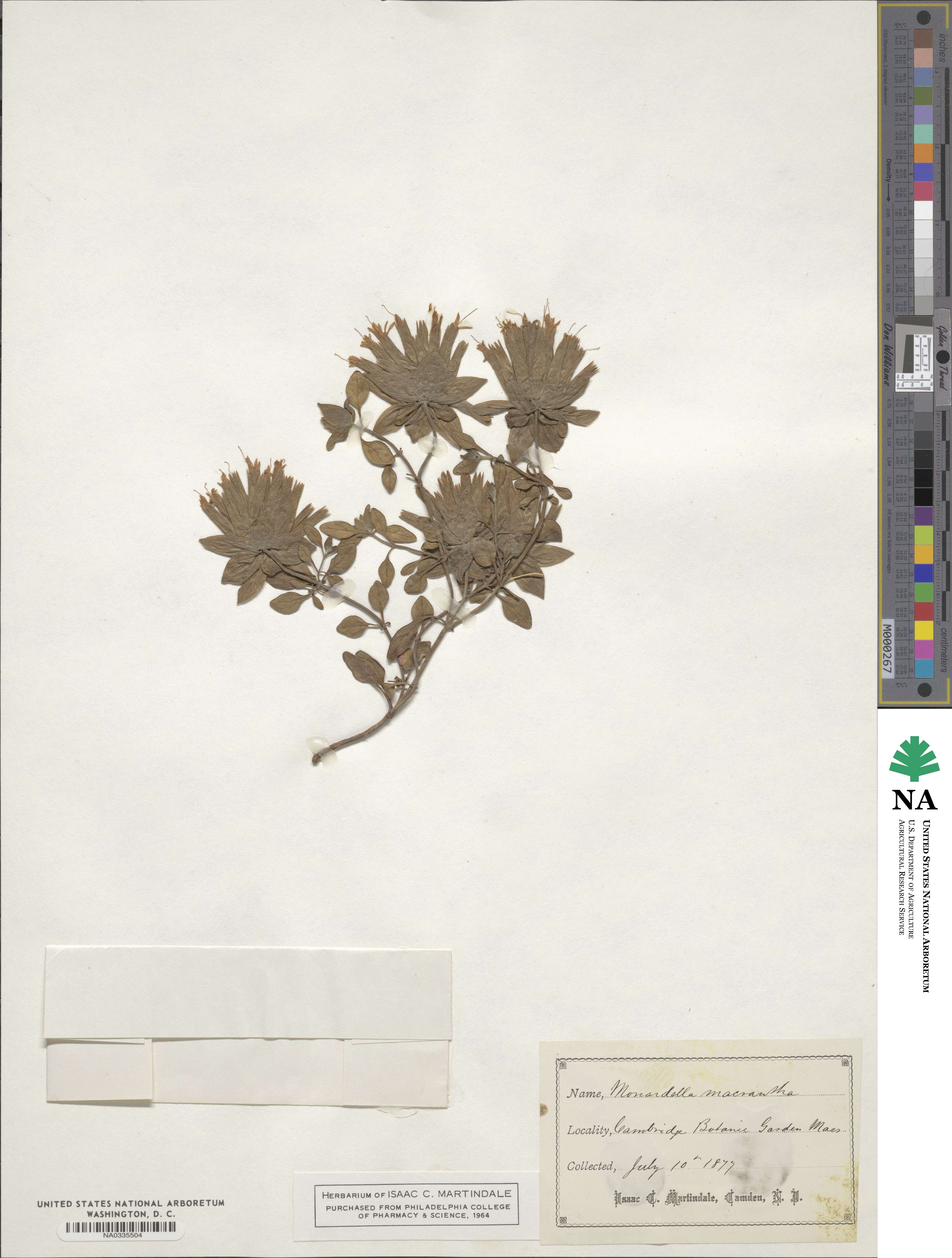 Monardella macrantha image