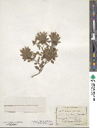 Monardella macrantha image