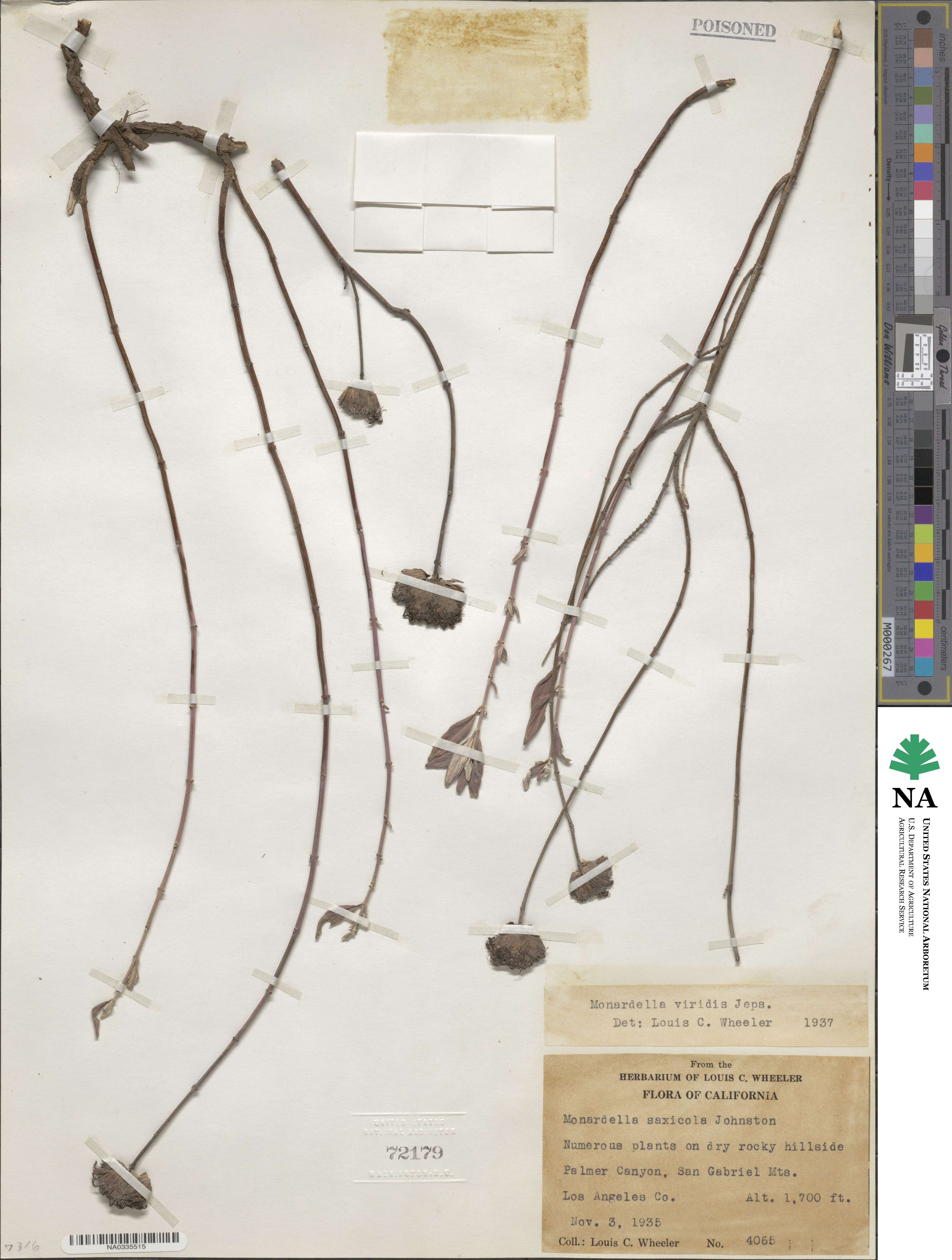 Monardella viridis image