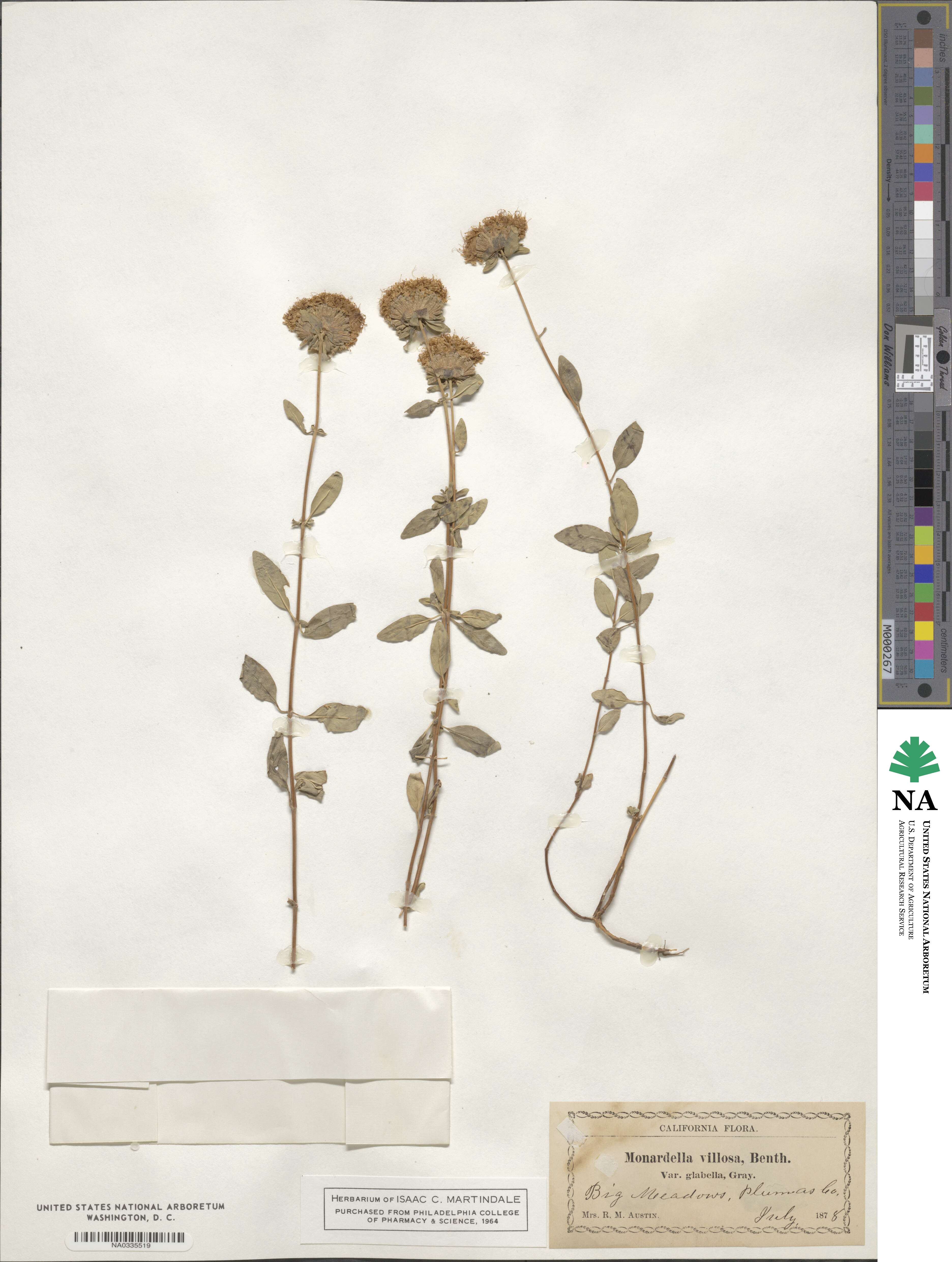 Monardella odoratissima subsp. villosa image