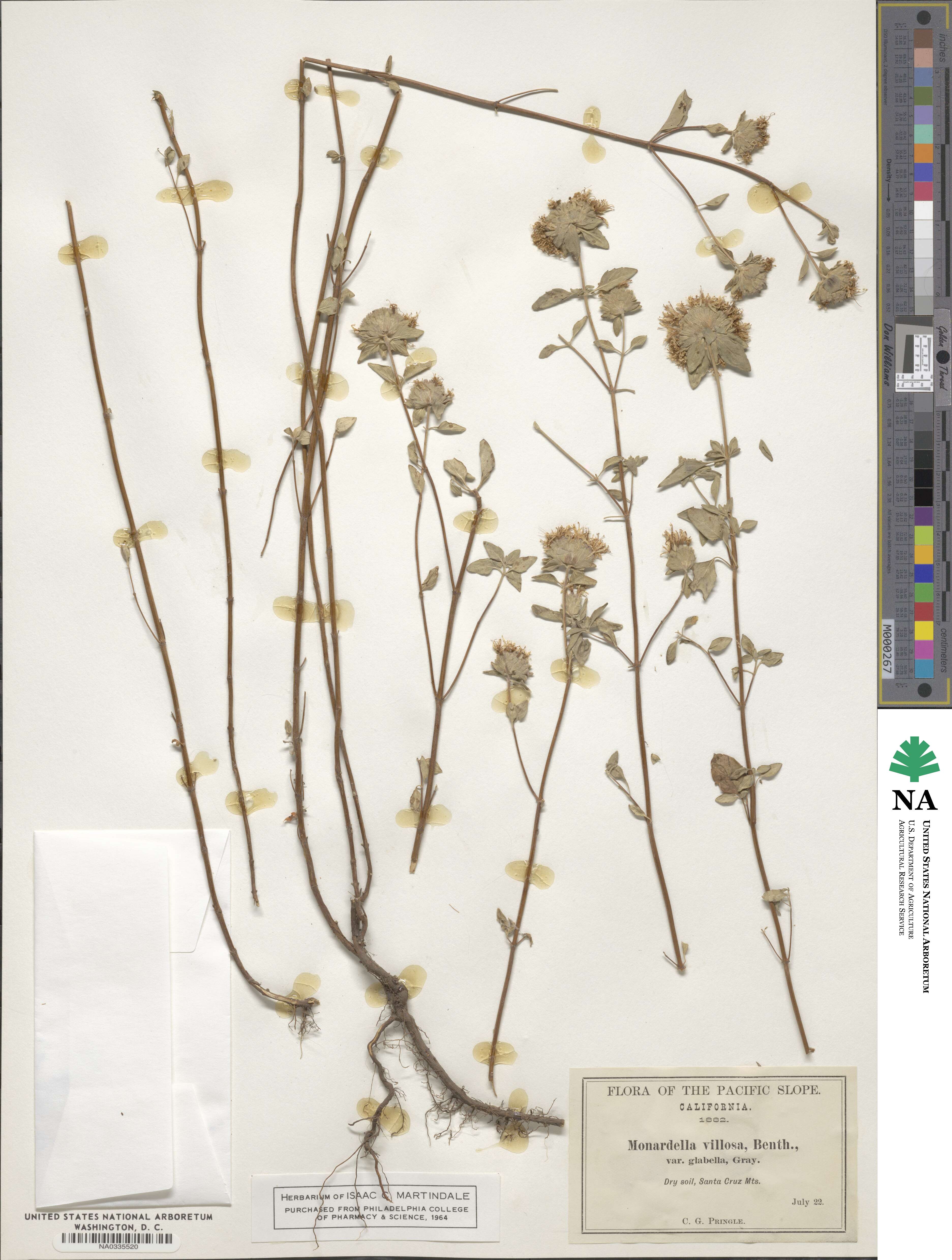 Monardella odoratissima subsp. villosa image