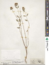 Monardella odoratissima subsp. villosa image