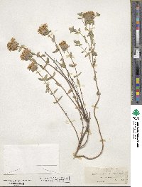 Monardella odoratissima subsp. villosa image