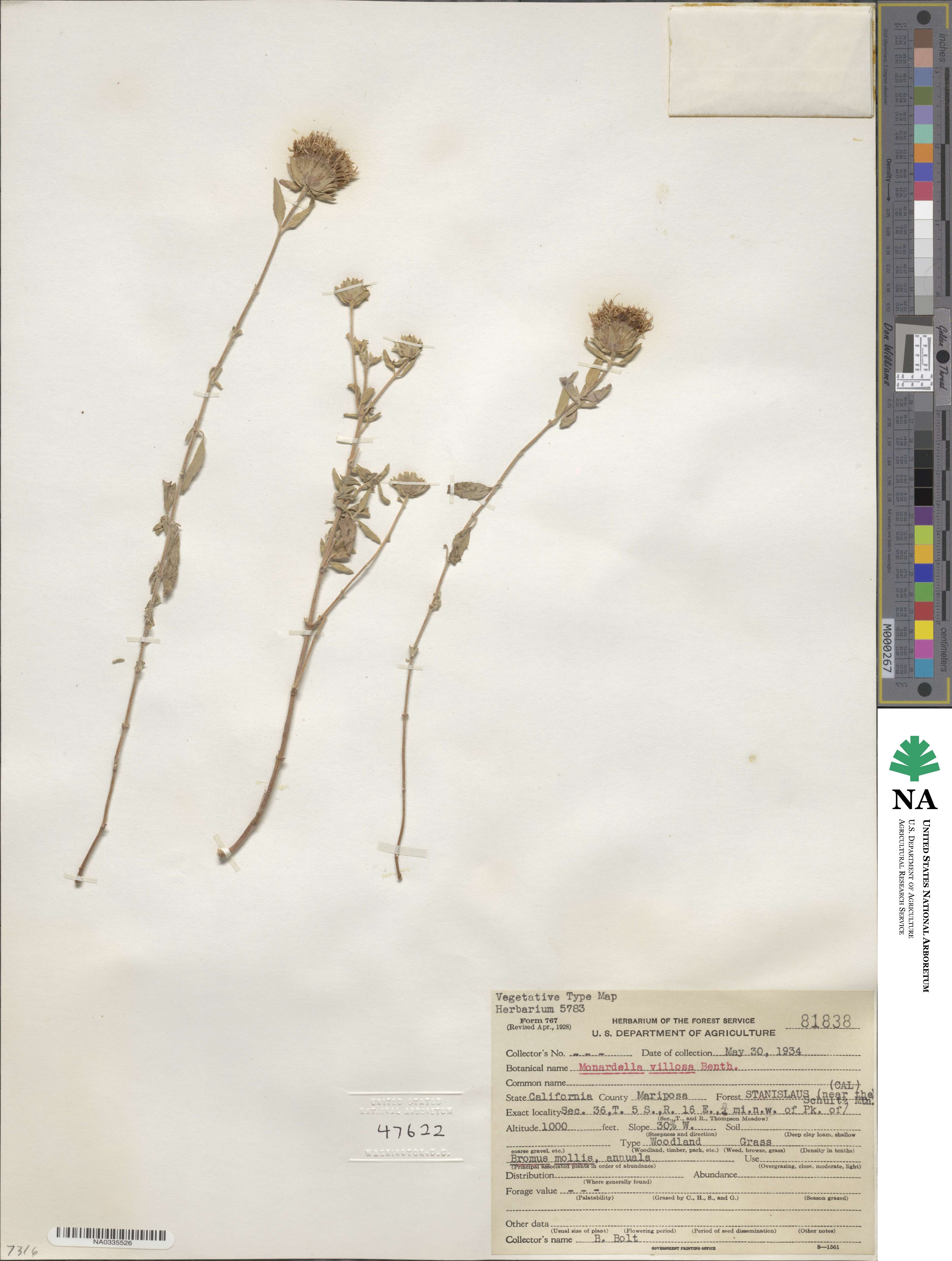 Monardella odoratissima subsp. villosa image