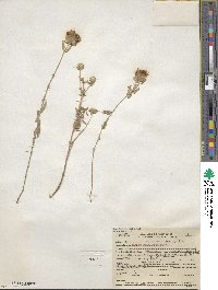 Monardella odoratissima subsp. villosa image