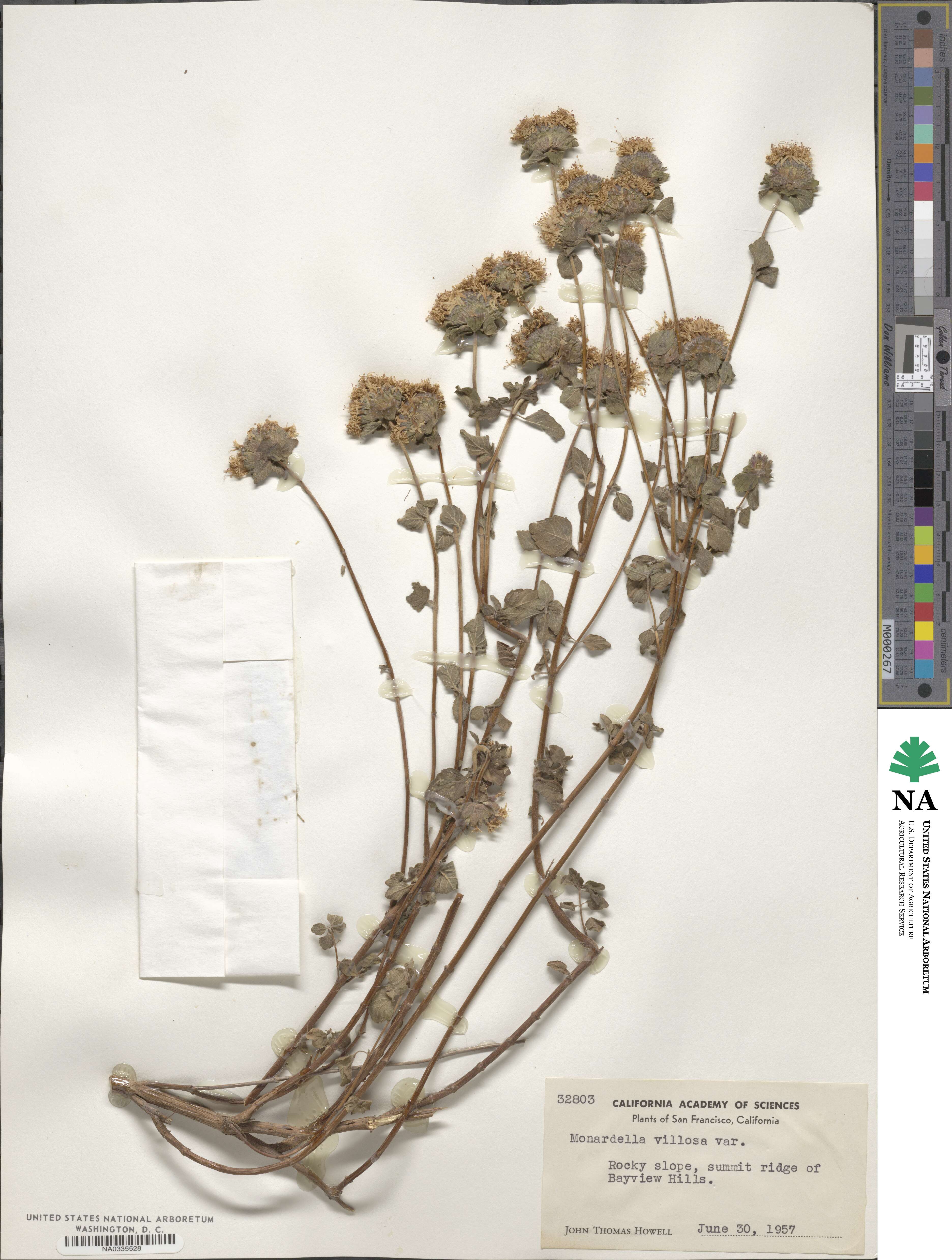 Monardella odoratissima subsp. villosa image