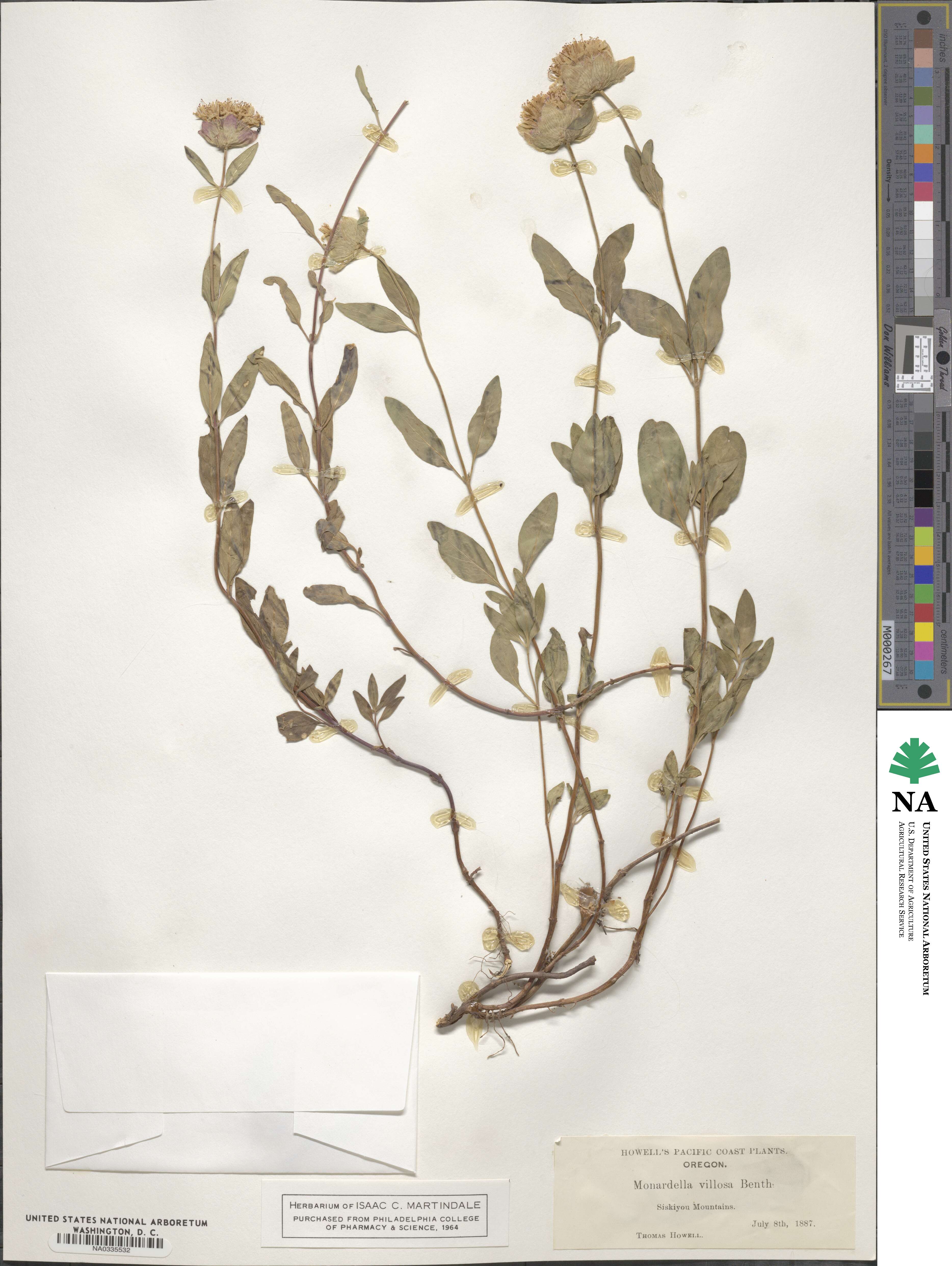 Monardella odoratissima subsp. villosa image