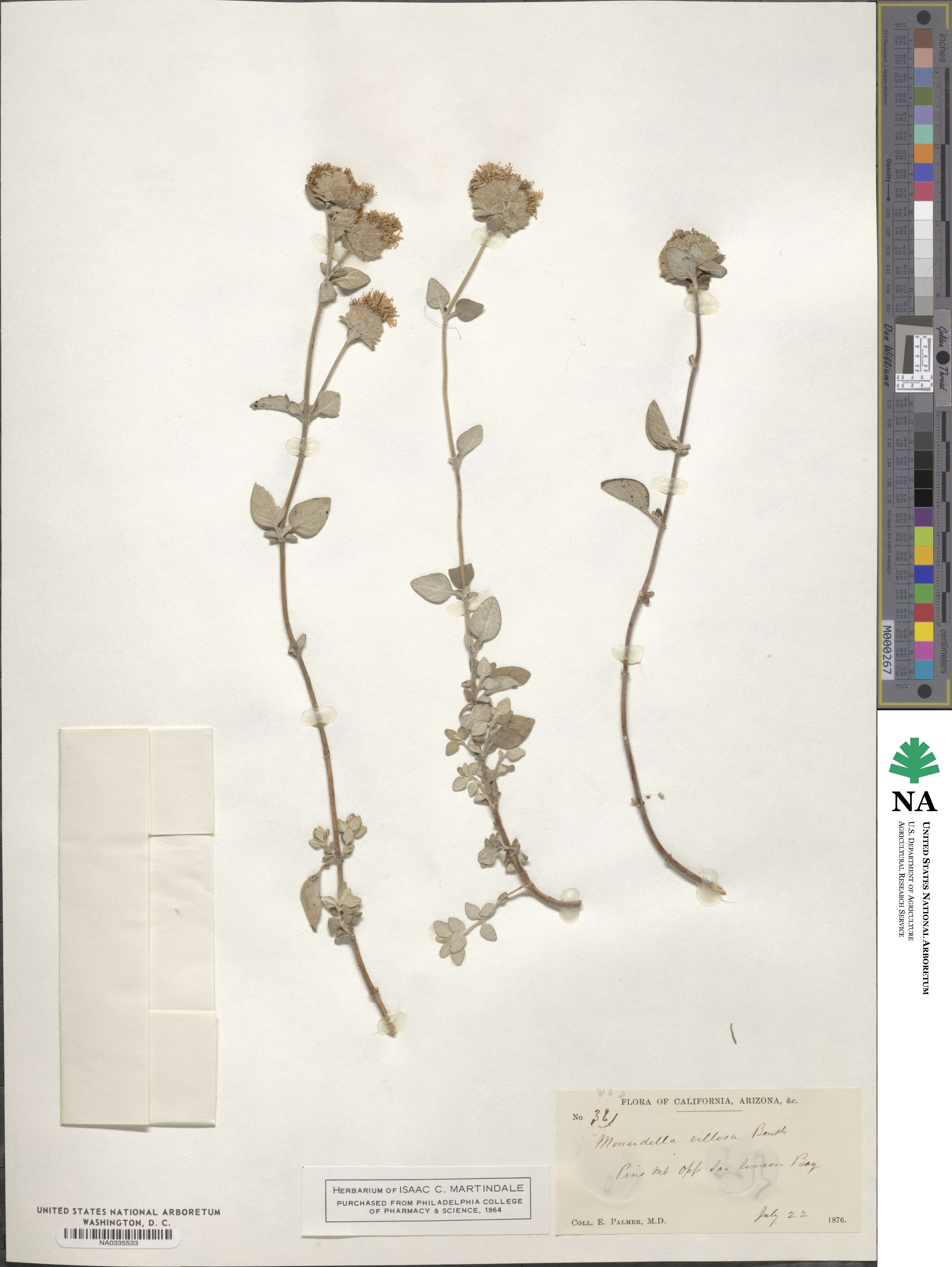 Monardella odoratissima subsp. villosa image