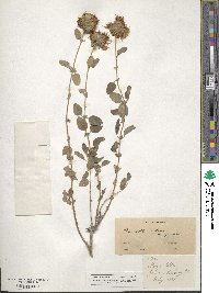 Monardella odoratissima subsp. villosa image