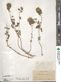 Monardella odoratissima subsp. villosa image