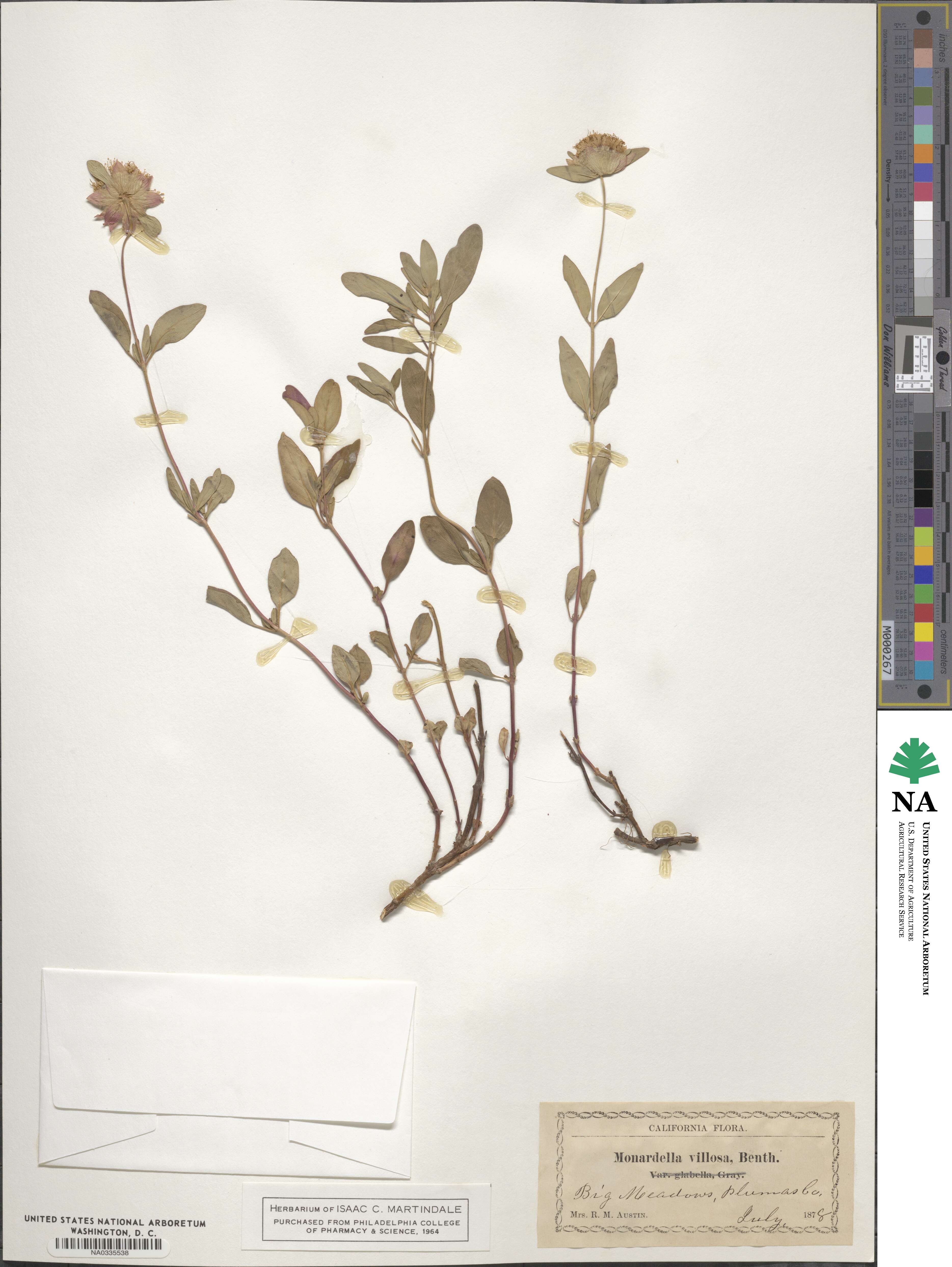 Monardella odoratissima subsp. villosa image