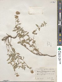 Monardella odoratissima subsp. glauca image