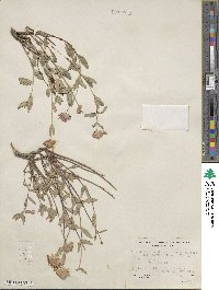 Monardella odoratissima subsp. glauca image