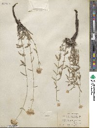 Monardella odoratissima subsp. glauca image