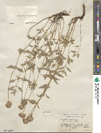 Monardella odoratissima image