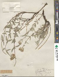 Monardella odoratissima subsp. glauca image