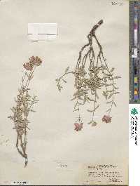 Monardella odoratissima subsp. glauca image