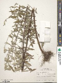 Pycnanthemum albescens image