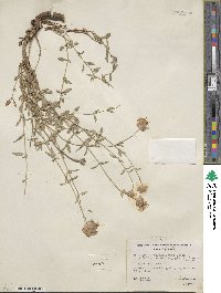 Monardella odoratissima subsp. glauca image