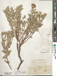 Monardella odoratissima image