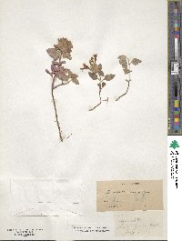 Monardella macrantha image