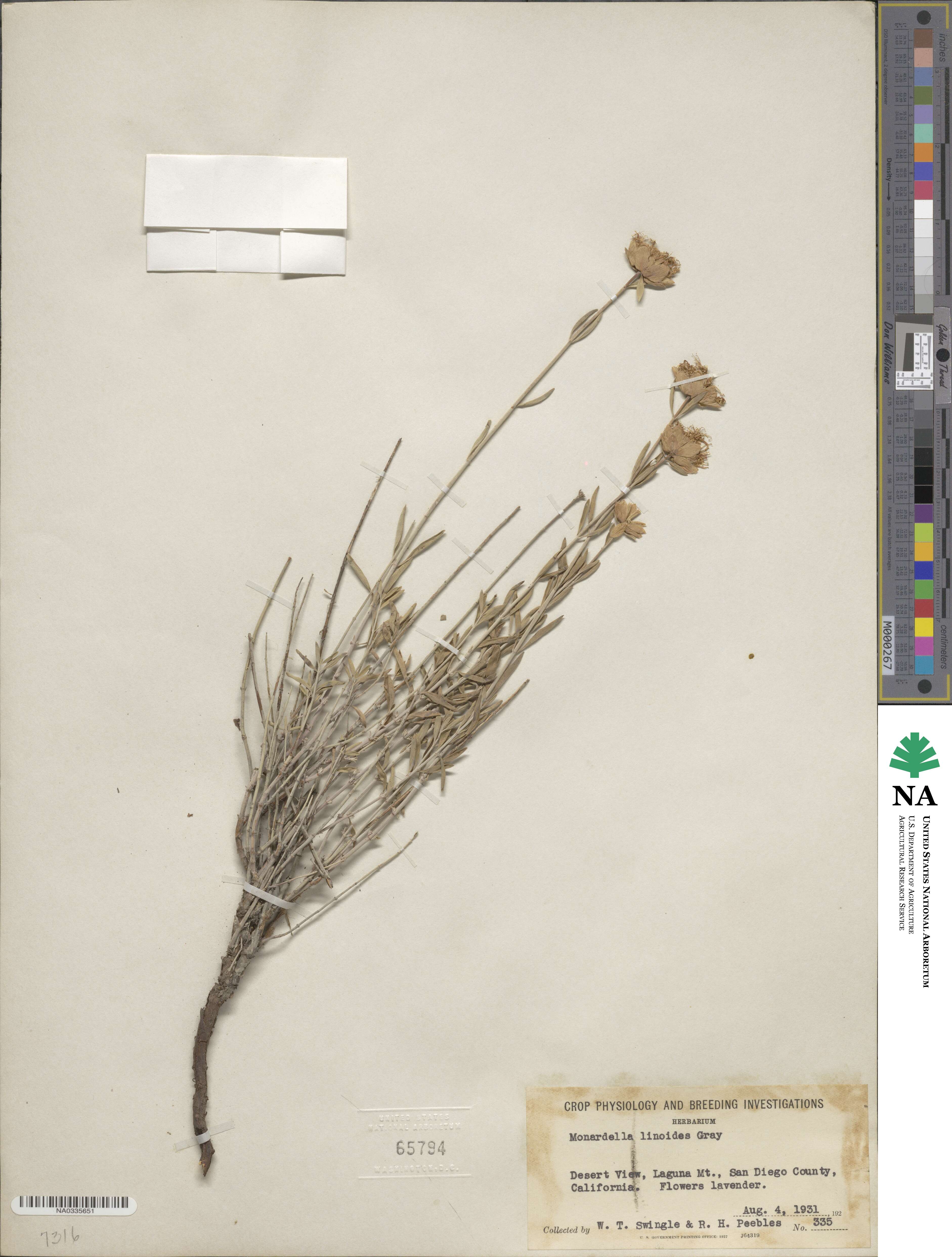 Monardella linoides image