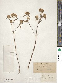 Monardella breweri subsp. lanceolata image