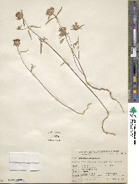 Monardella breweri subsp. lanceolata image